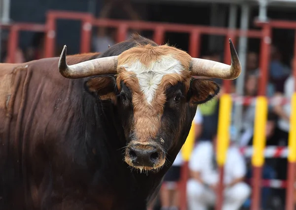 Bull Running Tournée Espanhola — Fotografia de Stock