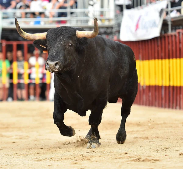 bull running in spanish bullring