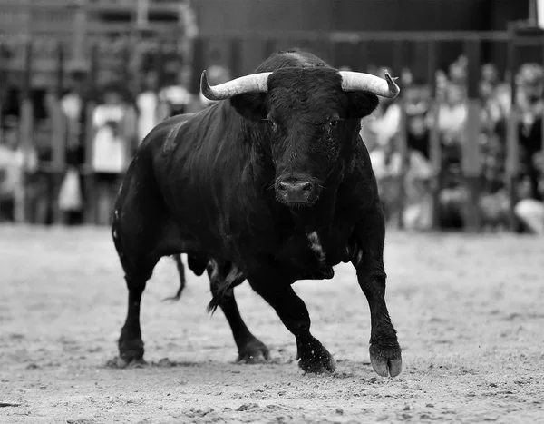 Bull Uitgevoerd Spaanse Arena — Stockfoto