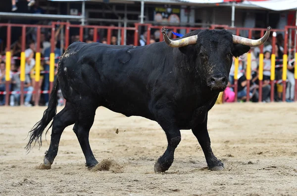 Bull Running Tournée Espanhola — Fotografia de Stock