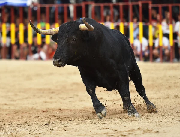 Spanyol Bullring Çalışan Boğa — Stok fotoğraf