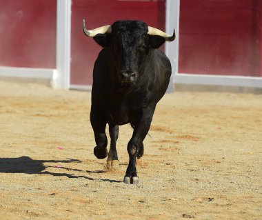 İspanya'ile büyük boynuzları boğa