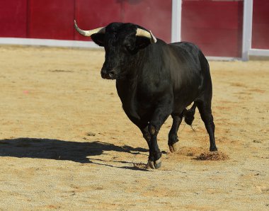 kaçmanın İspanyol boğa