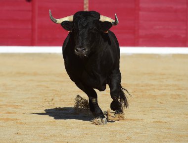 kaçmanın İspanyol boğa