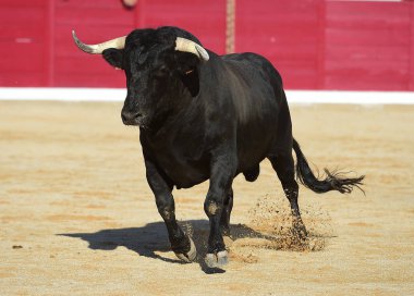 kaçmanın İspanyol boğa