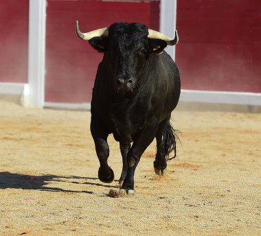 kaçmanın İspanyol boğa