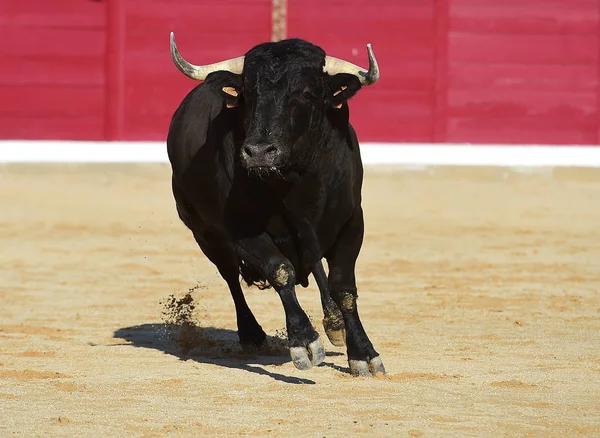 Tjuren Spanien Med Stora Horn — Stockfoto