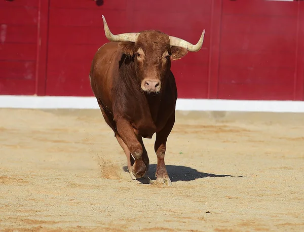 Arena Içinde Çalışan Spanya Boğa — Stok fotoğraf