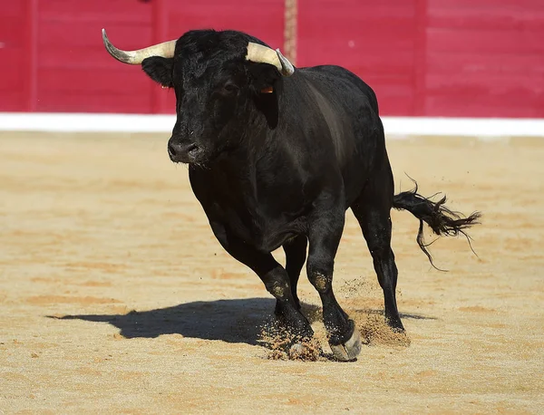 Touro Espanhol Execução — Fotografia de Stock