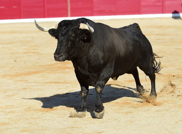 kaçmanın İspanyol boğa