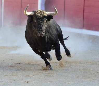 kaçmanın İspanyol boğa