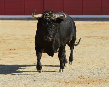 İspanya çalışan boğa 