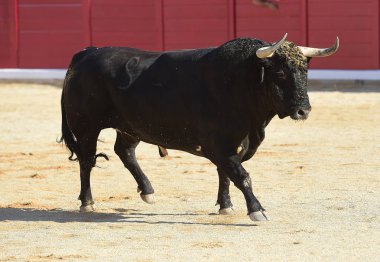 İspanya çalışan boğa 