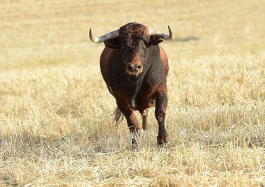İspanya çalışan boğa 