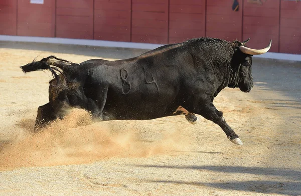 Spanska Tjuren Löpning — Stockfoto