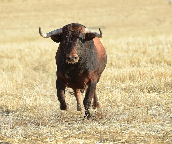 ランニングではスペイン牛 — ストック写真