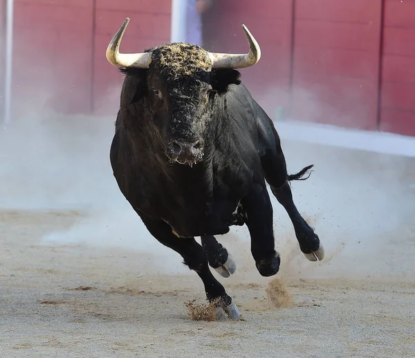 Spaanse Stier Lopen — Stockfoto