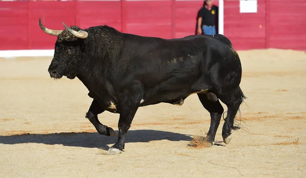 Іспанська Bull Біг — стокове фото