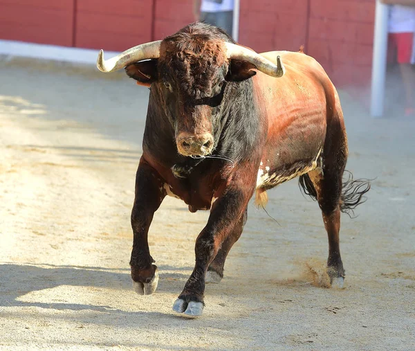 Іспанська Bull Біг — стокове фото