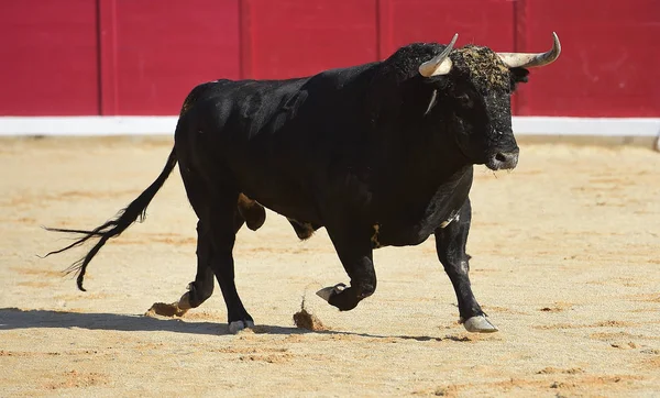 Toro Español Carrera — Foto de Stock