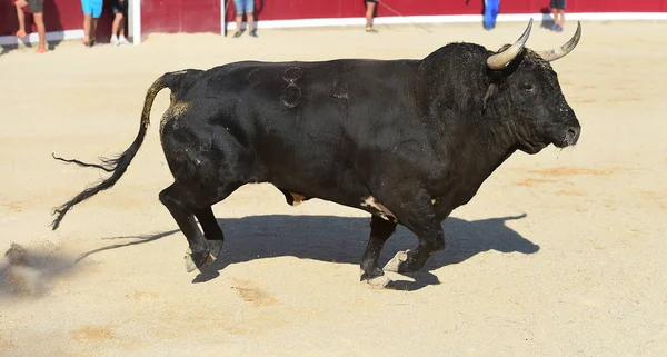 Spanish Bull Running — Stock Photo, Image