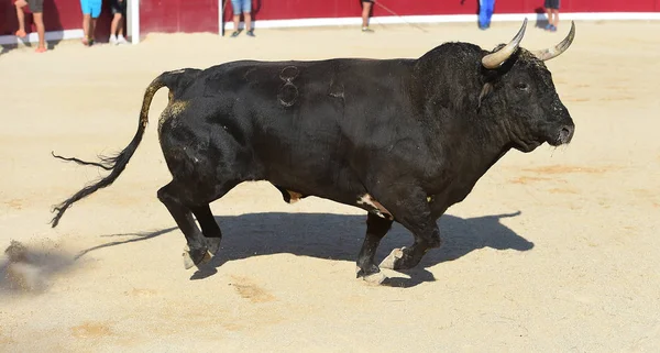 Spanska Tjuren Löpning — Stockfoto