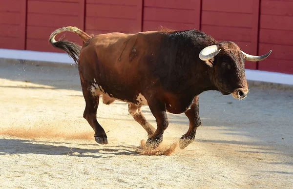 Spanish Bull Running — Stock Photo, Image