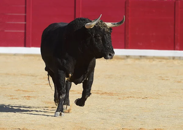 spanish bull in running