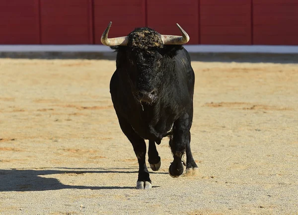 spanish bull in running