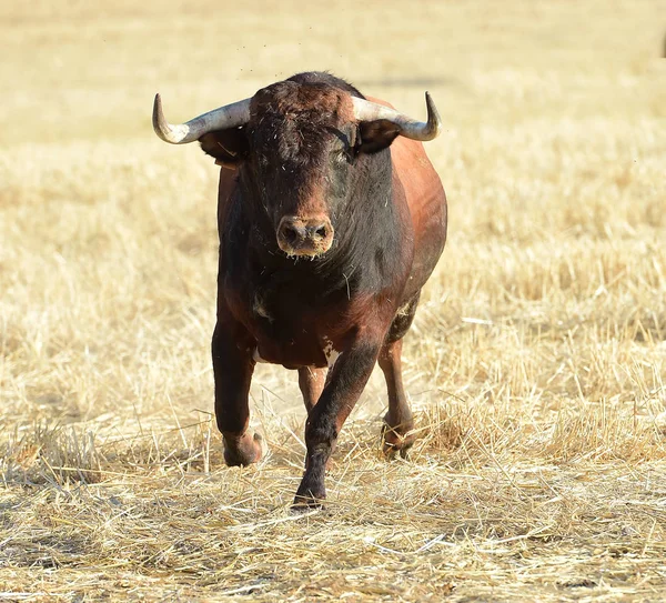 Spanischer Bulle Rennen — Stockfoto