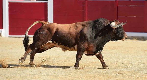 Spanish Bull Running — Stock Photo, Image