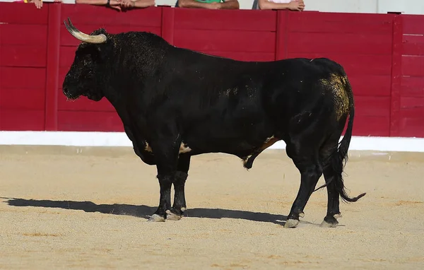 Toro Español Carrera — Foto de Stock