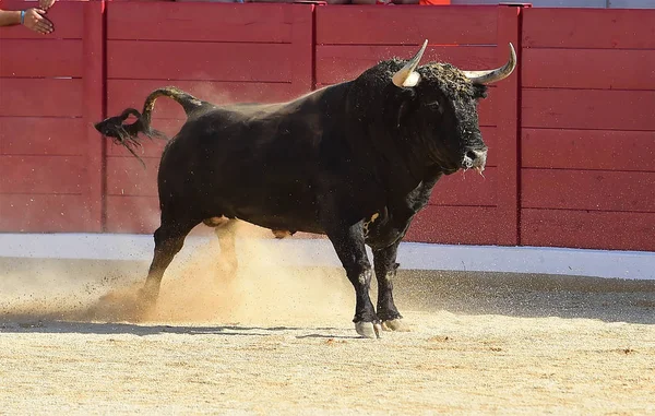 Touro Espanha Correndo — Fotografia de Stock