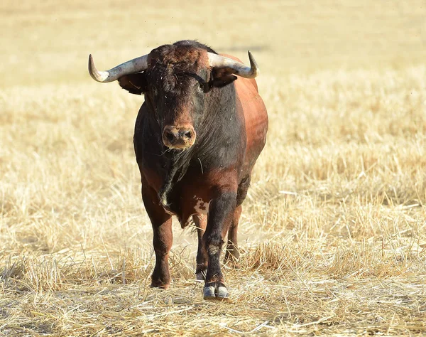 Tjuren Spanien Kör — Stockfoto