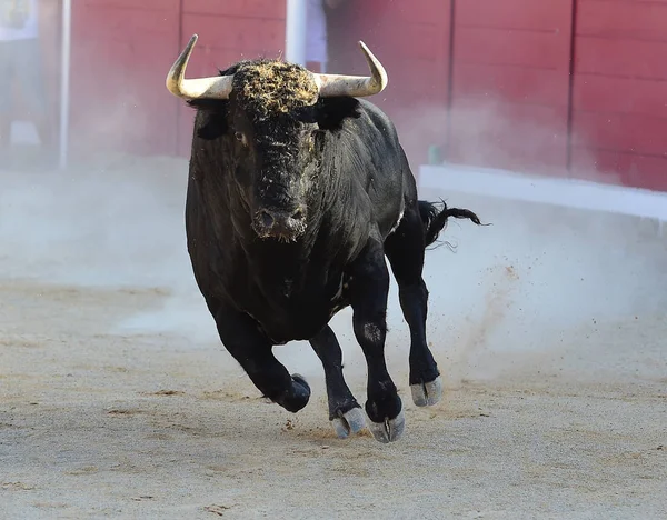 Touro Espanha Correndo — Fotografia de Stock