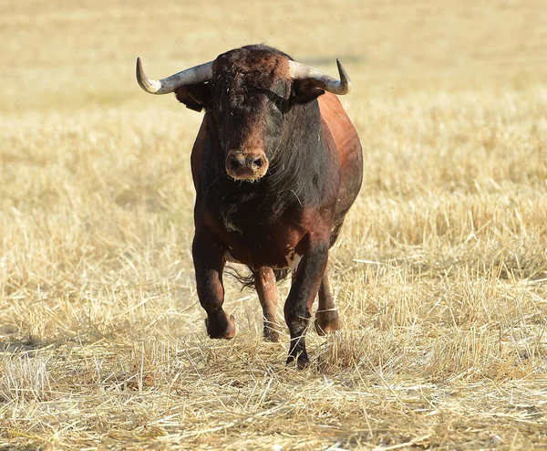 Toro España Corriendo — Foto de Stock