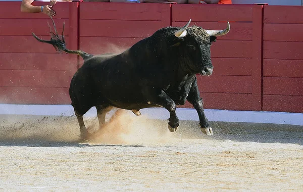 Stier Spanje Lopen — Stockfoto