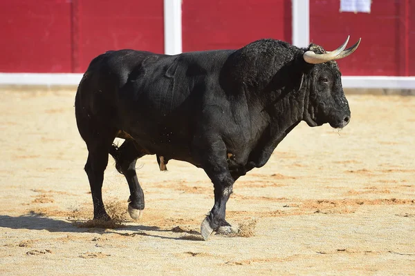 Taureau Espagne Courir — Photo