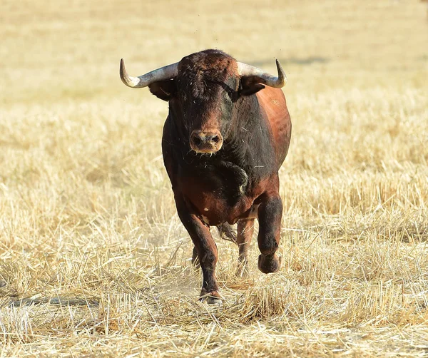 Bulle Läuft Spanien — Stockfoto