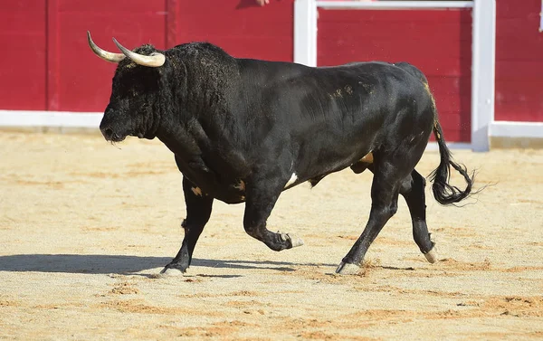 Toro España Corriendo — Foto de Stock