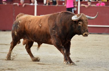 Arena içinde çalışan İspanya boğa