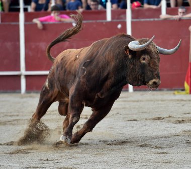 Arena içinde çalışan İspanya boğa