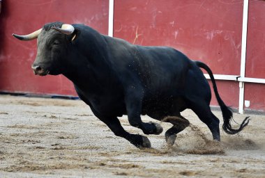 Arena içinde çalışan İspanya boğa
