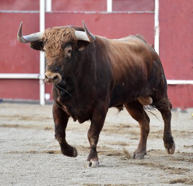 Arena içinde çalışan İspanya boğa