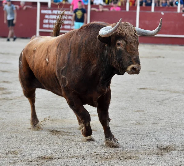 Toro España Corriendo Plaza Toros —  Fotos de Stock