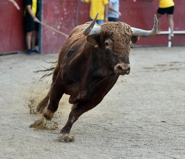 Arena Içinde Çalışan Spanya Boğa — Stok fotoğraf