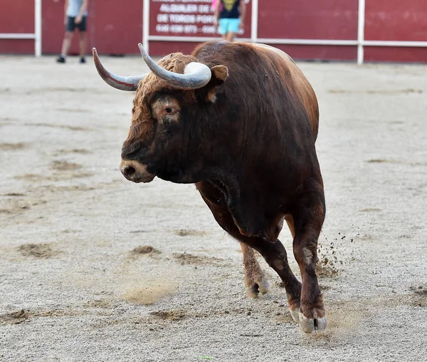 Touro Espanha Correndo Touros — Fotografia de Stock