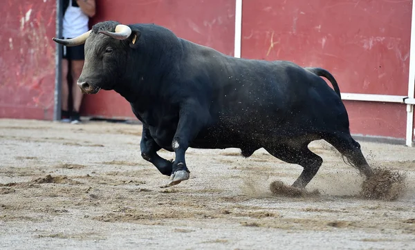 Toro Spagna Esecuzione Bullring — Foto Stock