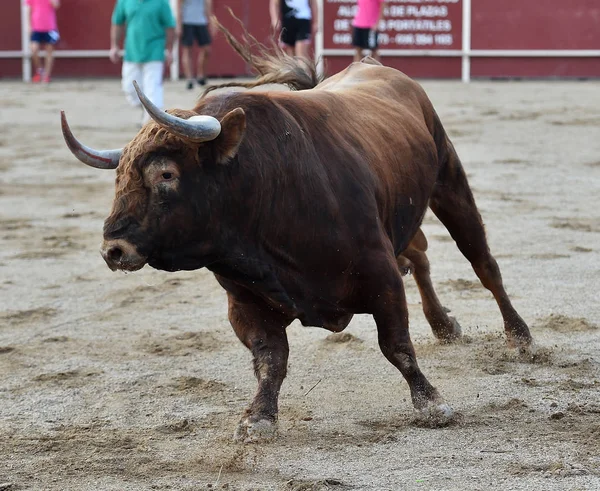 Touro Espanha Correndo Touros — Fotografia de Stock