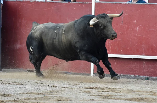 Touro Espanha Correndo Touros — Fotografia de Stock